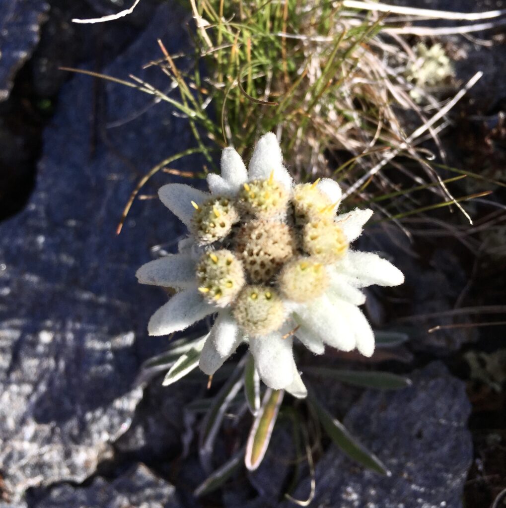 stella alpina