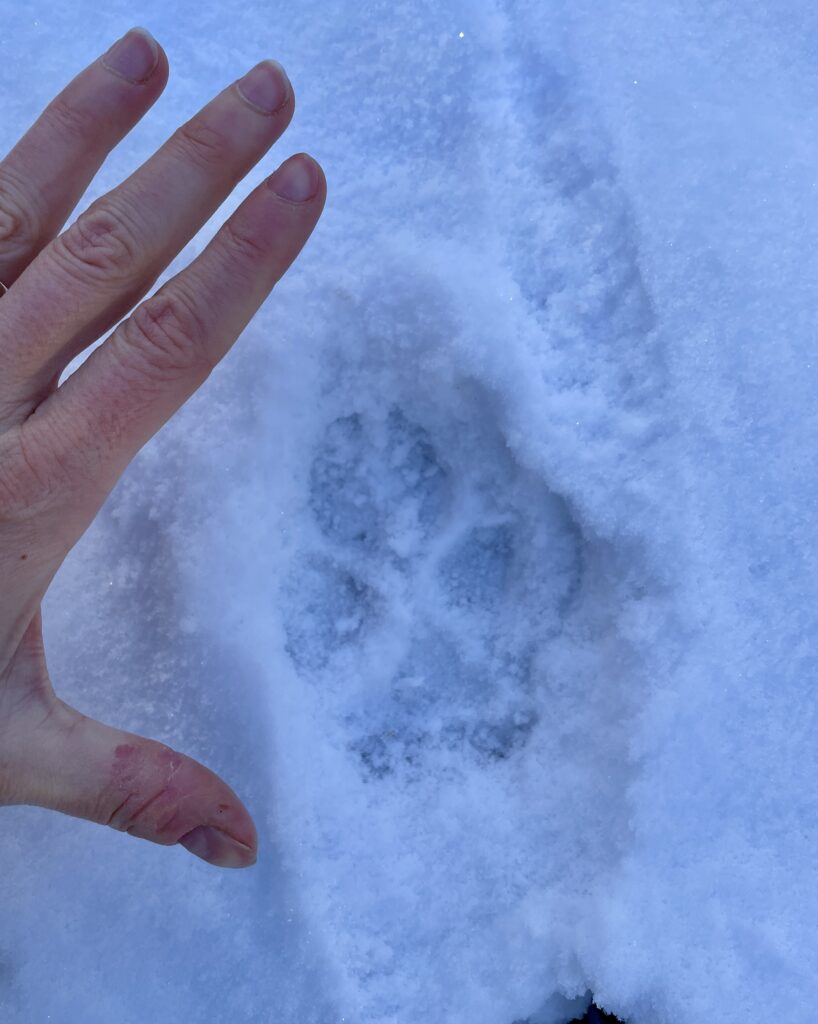 impronta di un lupo nella neve