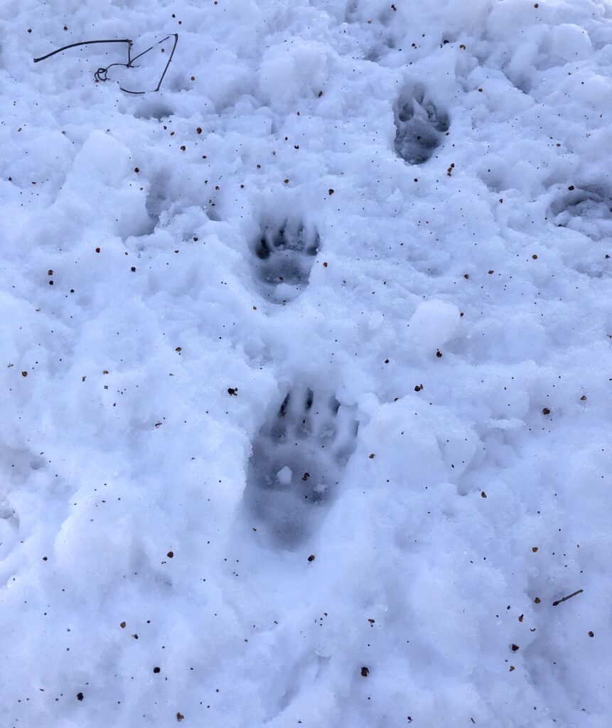 impronta di tasso nella neve