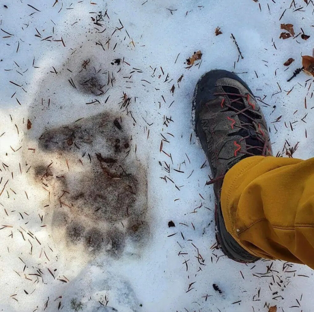 impronta di orso nella neve