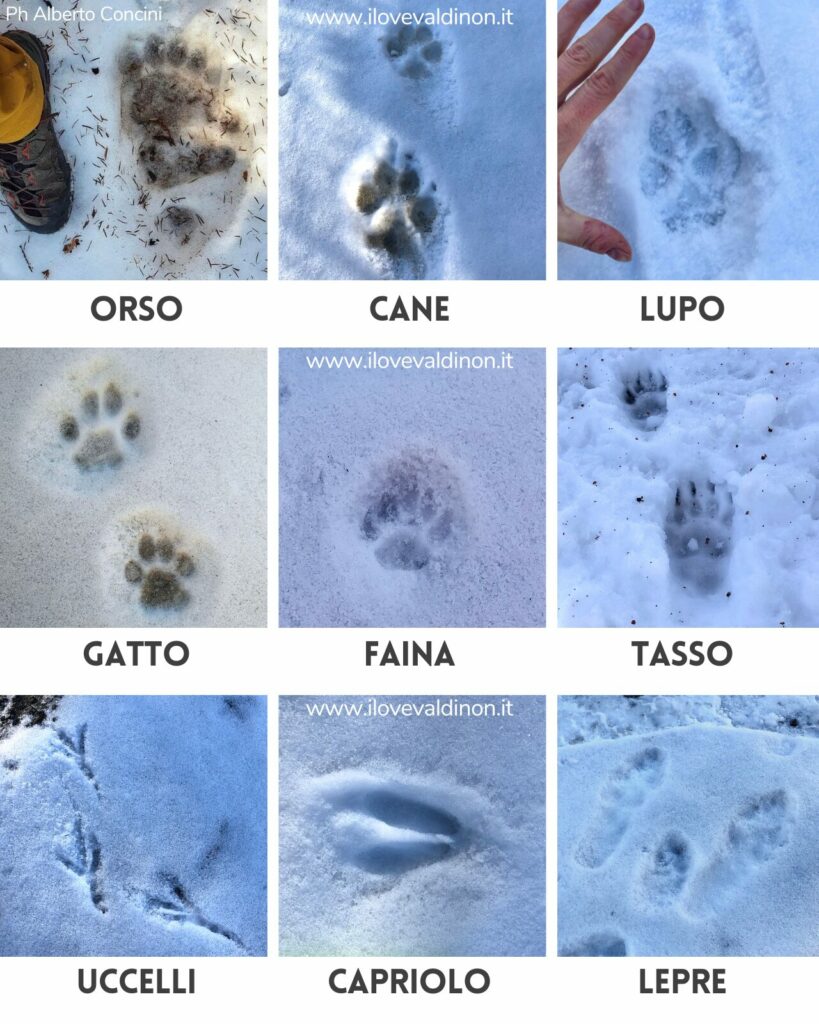 impronte di animali nella neve