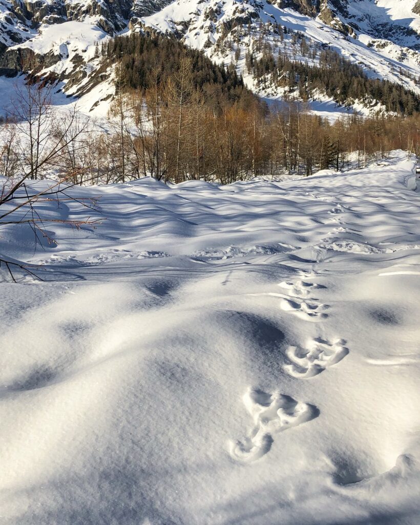 orme di lepre nella neve