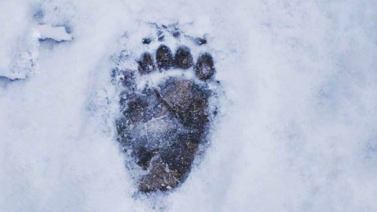 impronta di orso nella neve