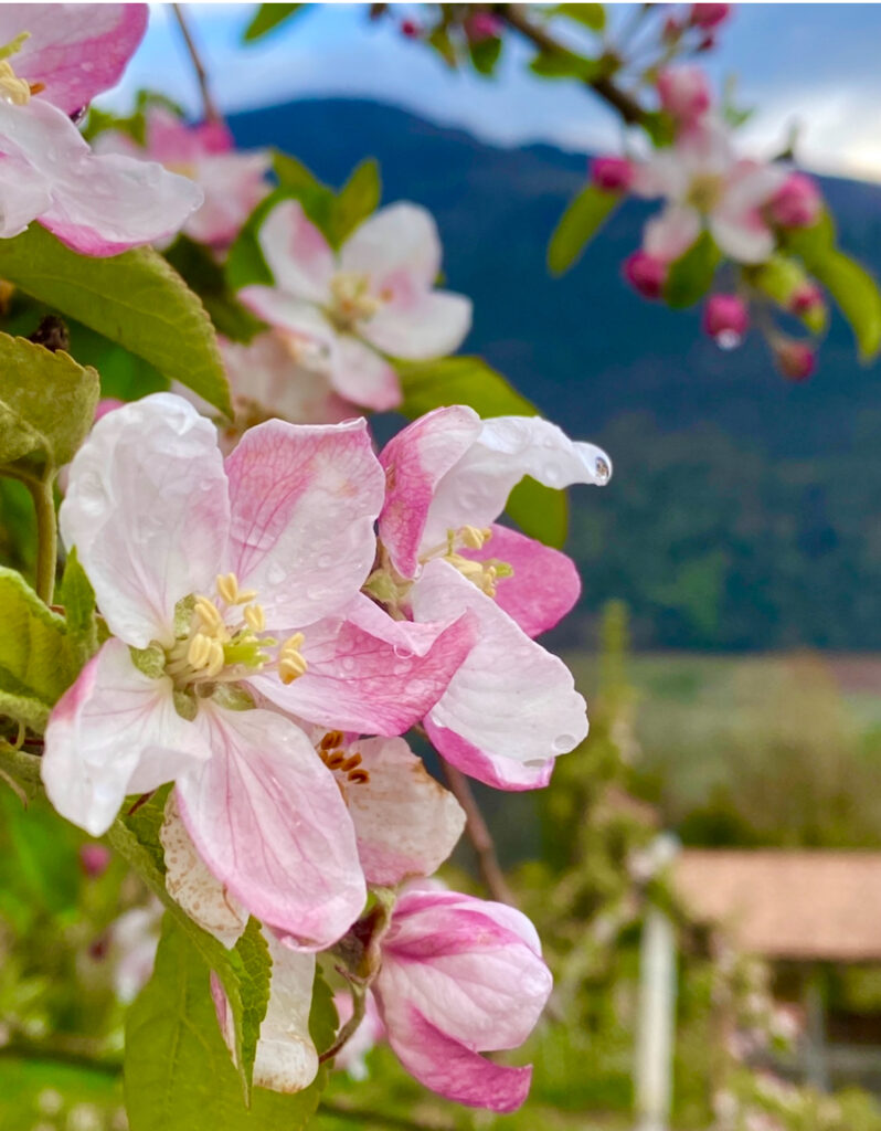 Bocciolo di fiore di melo bianco e rosa