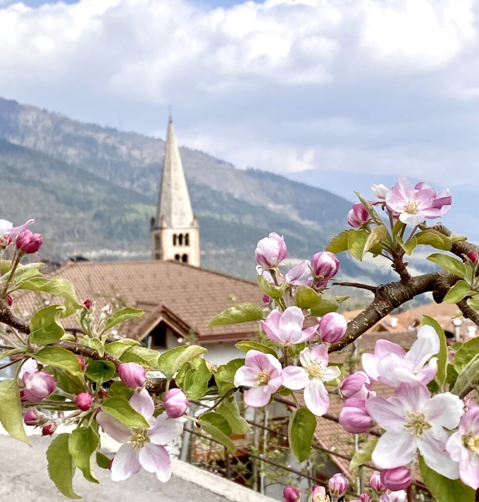 fioritura dei meli a livo in val di non