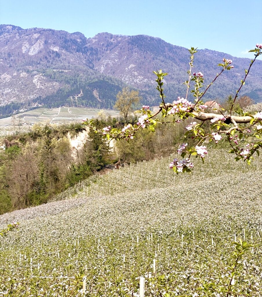 fioritura dei meli zona di Nanno