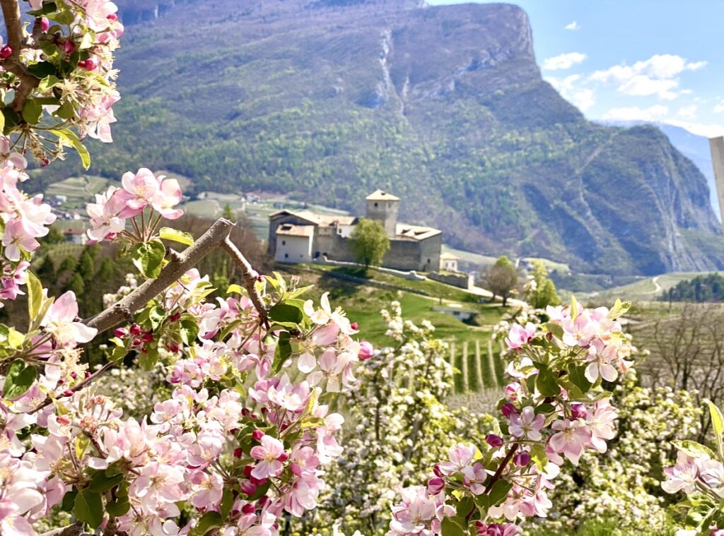 fioritura dei meli vicino a castel belasi