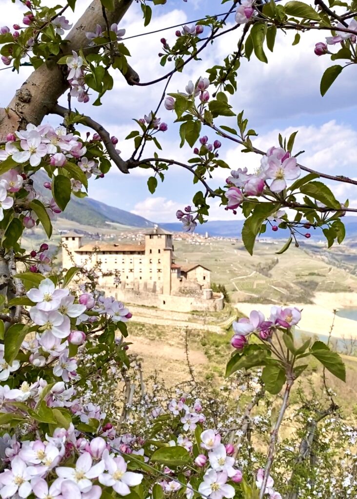 fioritura dei meli vicino a Cles