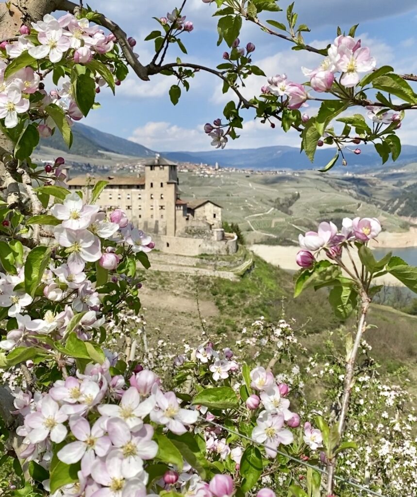meli in fiore castel cles