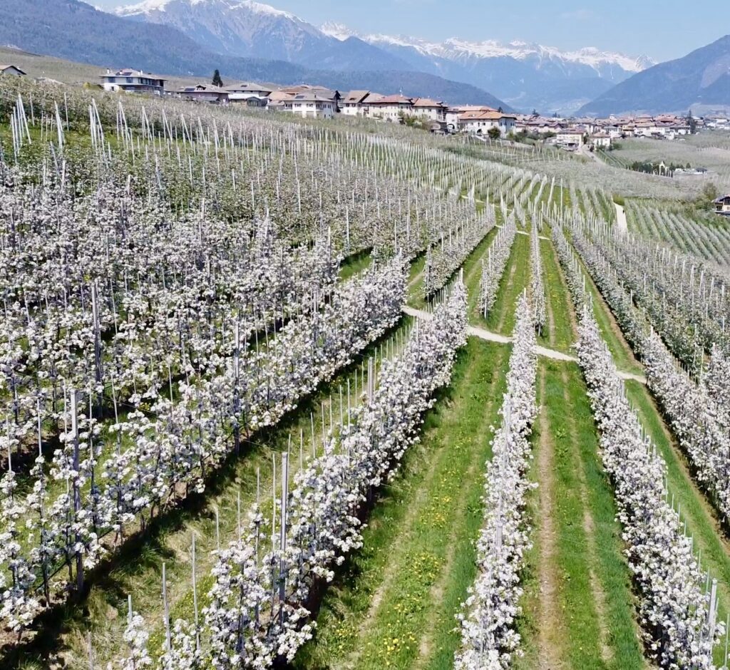 fioritura dei meli val di non