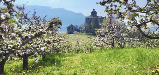 fioritura dei meli val di non-castel nanno