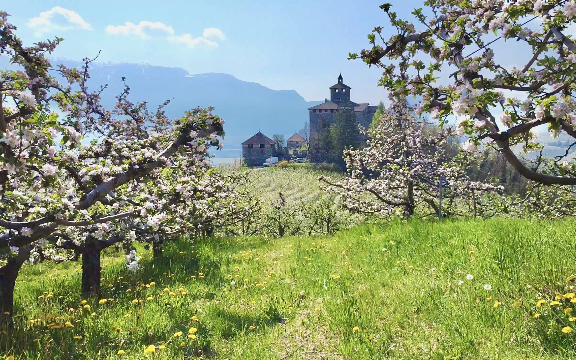 fioritura dei meli val di non-castel nanno