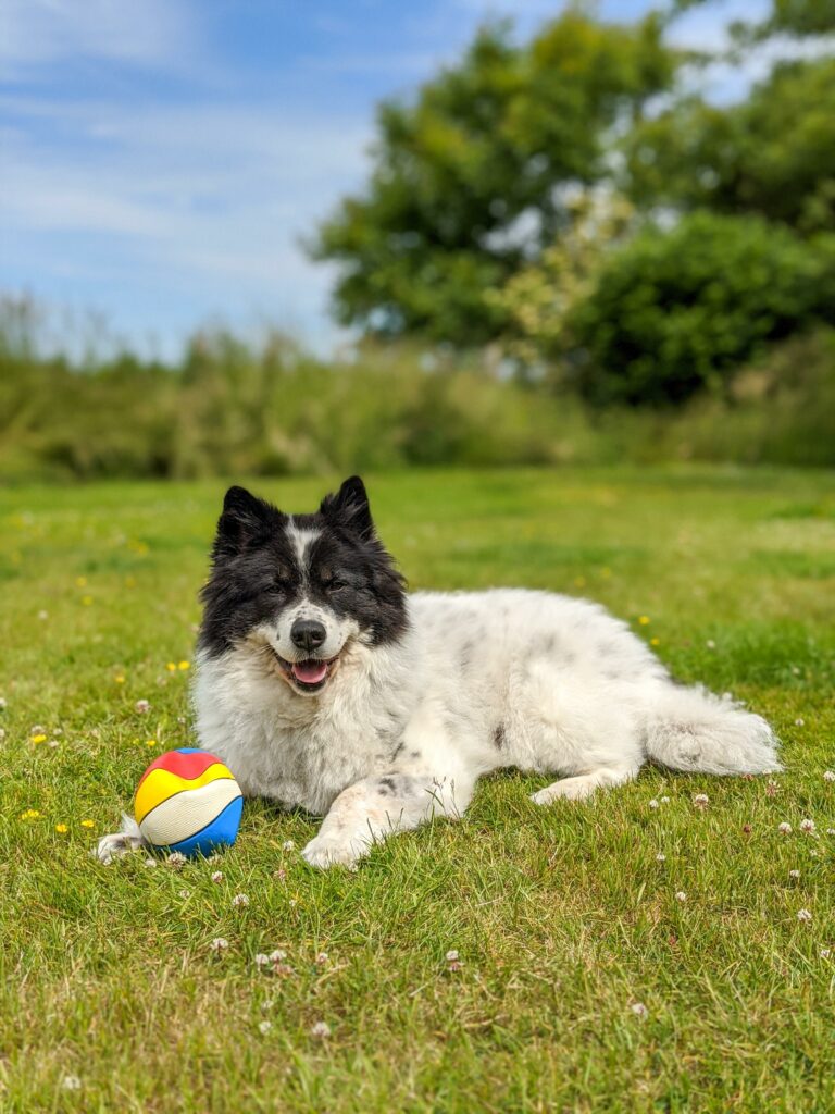 cane prato zecca