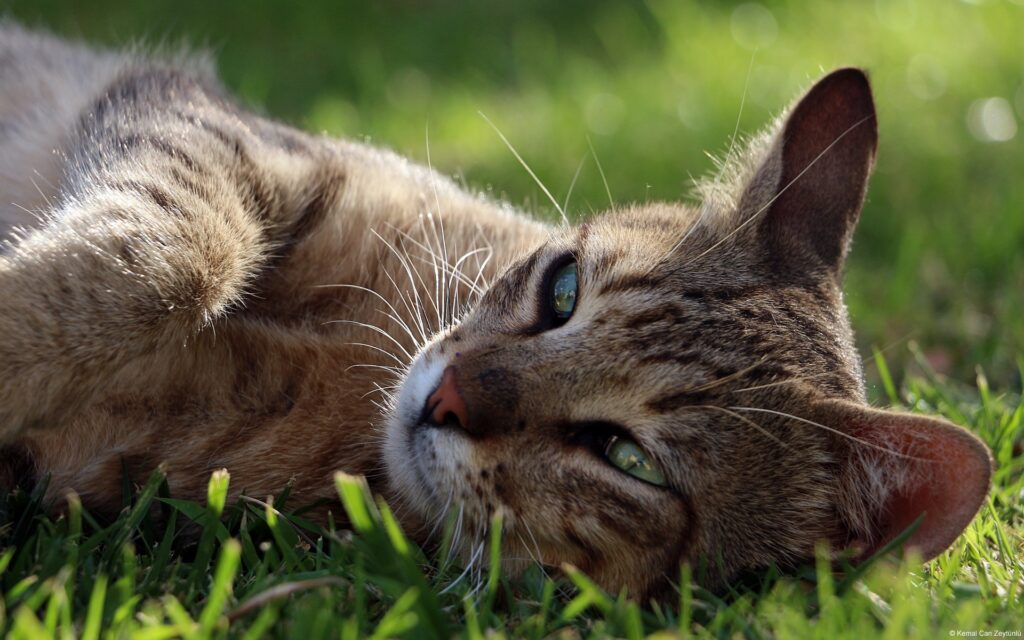 gatto prato zecche
